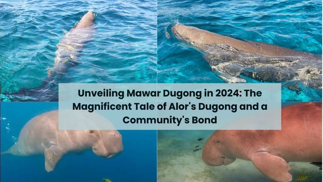 Unveiling Mawar Dugong in 2024 The Magnificent Tale of Alor's Dugong and a Community's Bond