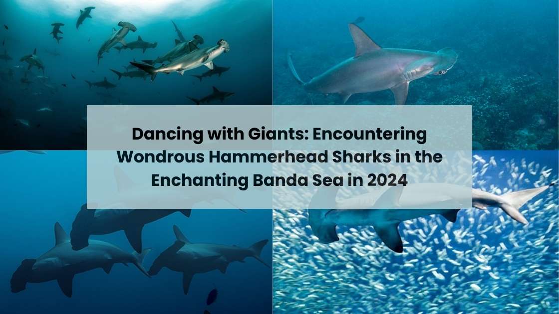 Dancing with Giants Encountering Wondrous Hammerhead Sharks in the Enchanting Banda Sea in 2024